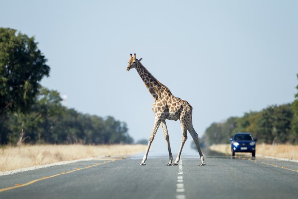 kasane girafe