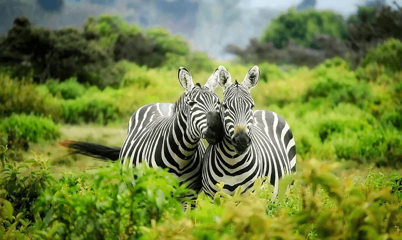 The Migration of Zebras
