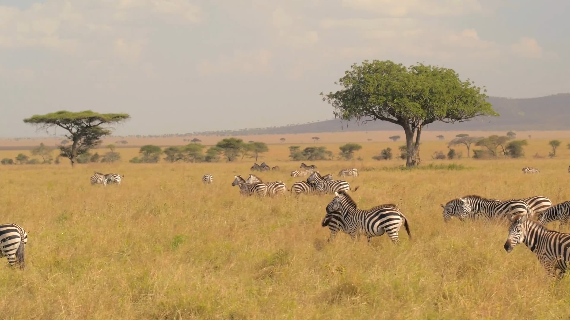 Why Choose Botswana for an African Safari?